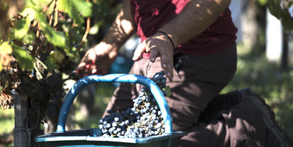 Château Cantemerle Weinlese